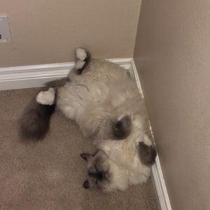 Meet your Posher, Martina